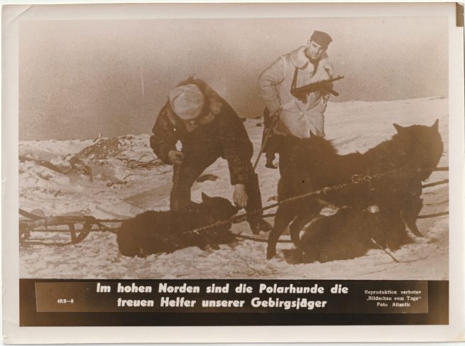 (Pressphoto) Im hohen Norden sind die Polarhunde die treuen Helfer unserer Gebirgsjäger (24x18cm)