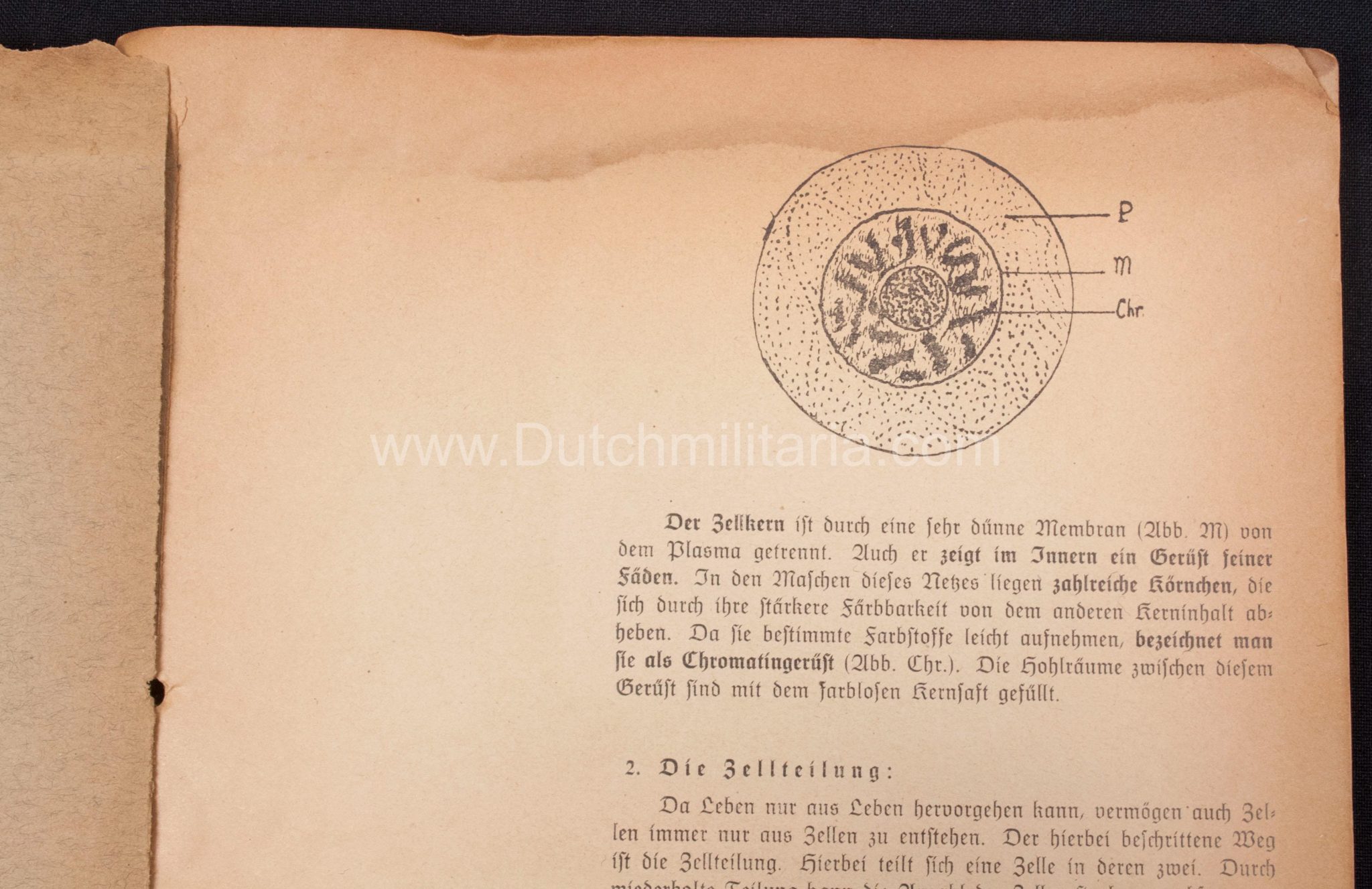 (Book) SS - Der Chef der Sicherheitspolizei und des SD - Der Rassegedanke und seine gesetzliche Gestaltung (1940) - EXTREMELY RARE!!! - Image 31