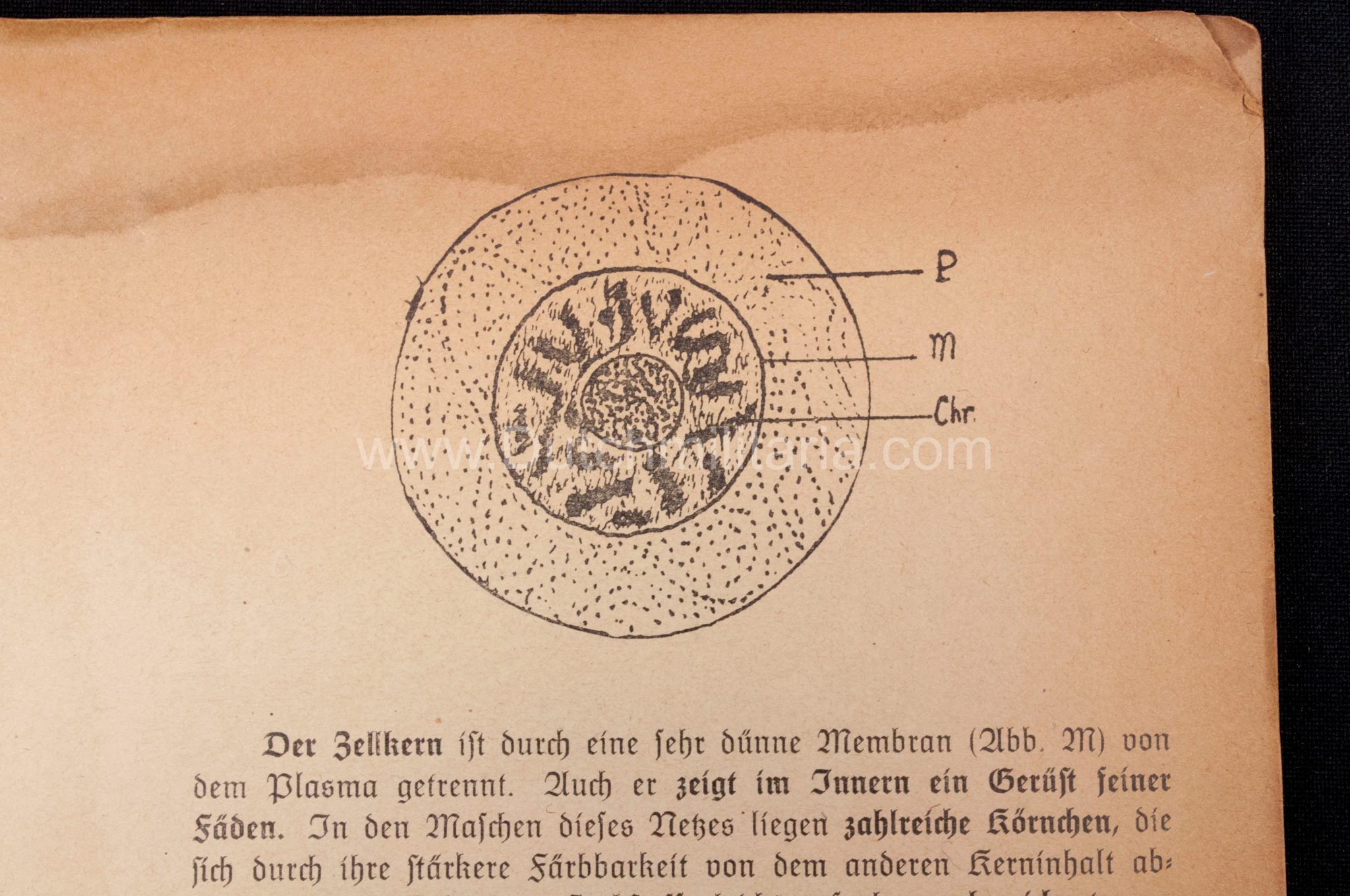(Book) SS - Der Chef der Sicherheitspolizei und des SD - Der Rassegedanke und seine gesetzliche Gestaltung (1940) - EXTREMELY RARE!!! - Image 32