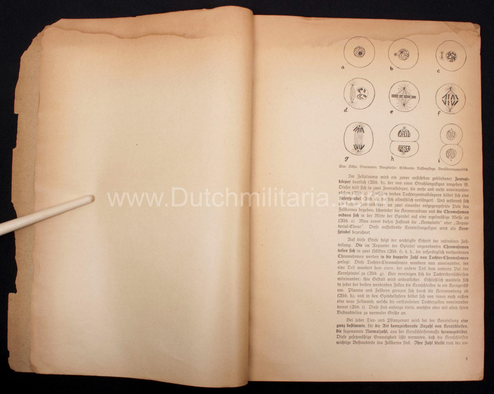 (Book) SS - Der Chef der Sicherheitspolizei und des SD - Der Rassegedanke und seine gesetzliche Gestaltung (1940) - EXTREMELY RARE!!! - Image 35