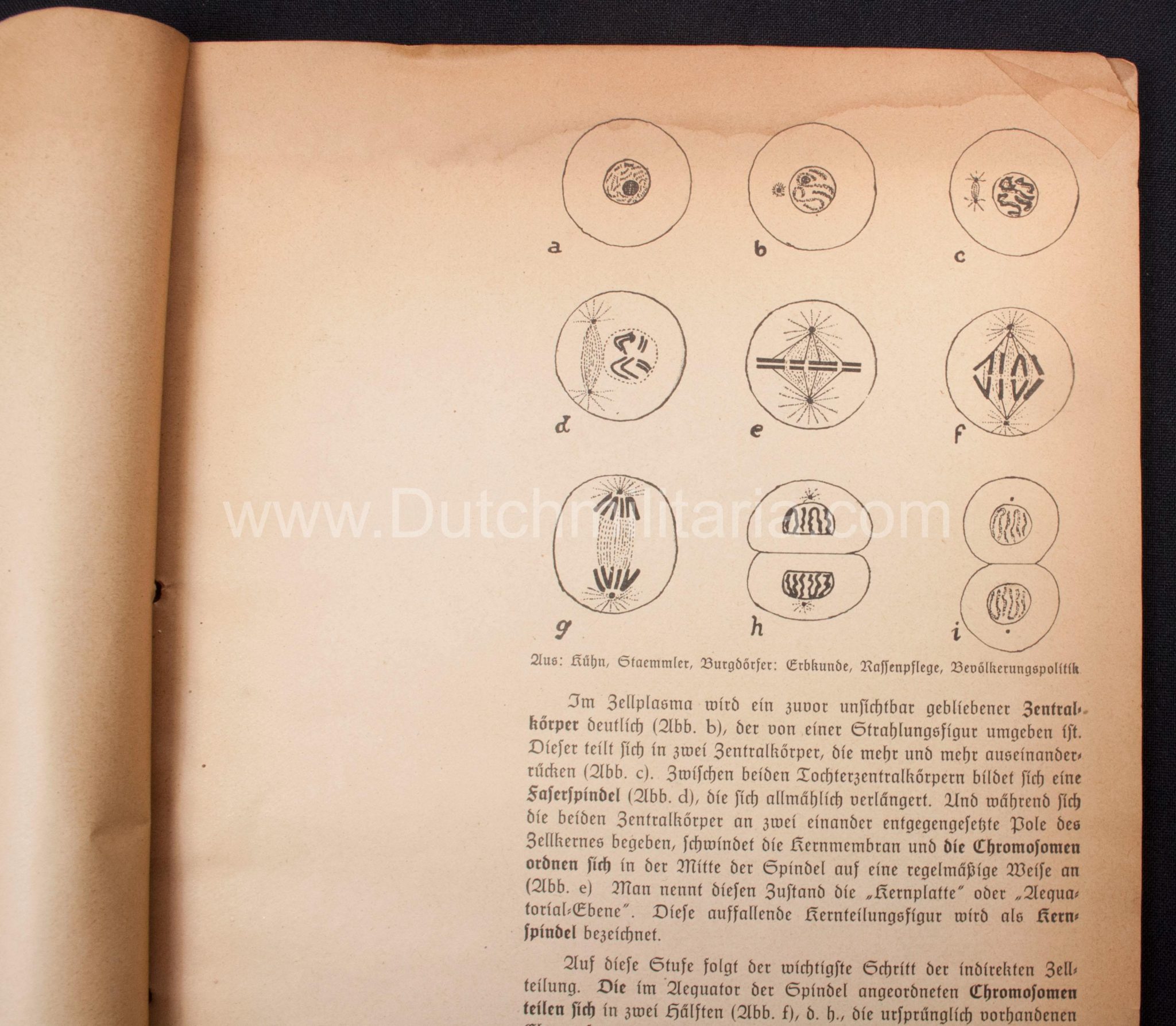 (Book) SS - Der Chef der Sicherheitspolizei und des SD - Der Rassegedanke und seine gesetzliche Gestaltung (1940) - EXTREMELY RARE!!! - Image 36