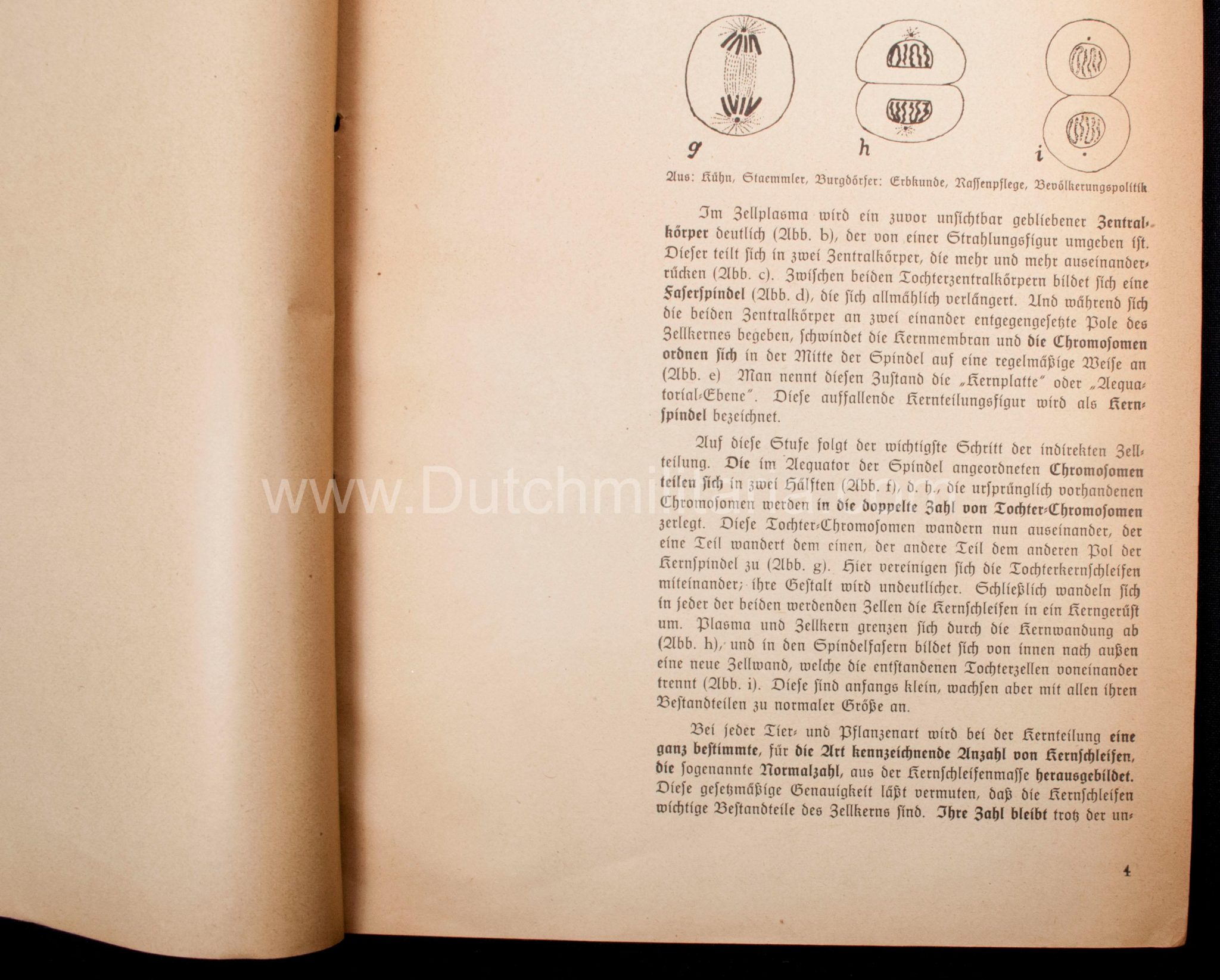 (Book) SS - Der Chef der Sicherheitspolizei und des SD - Der Rassegedanke und seine gesetzliche Gestaltung (1940) - EXTREMELY RARE!!! - Image 37