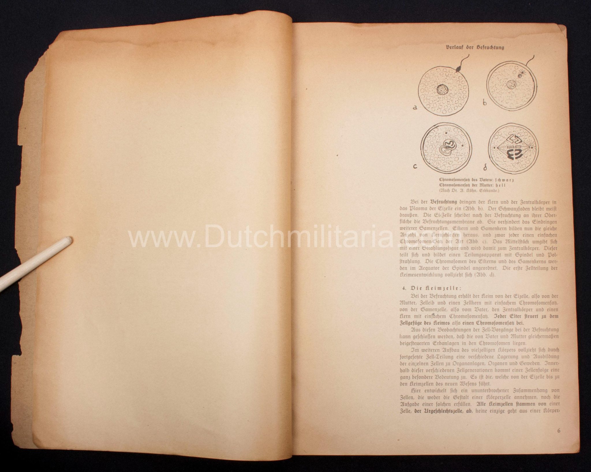 (Book) SS - Der Chef der Sicherheitspolizei und des SD - Der Rassegedanke und seine gesetzliche Gestaltung (1940) - EXTREMELY RARE!!! - Image 39