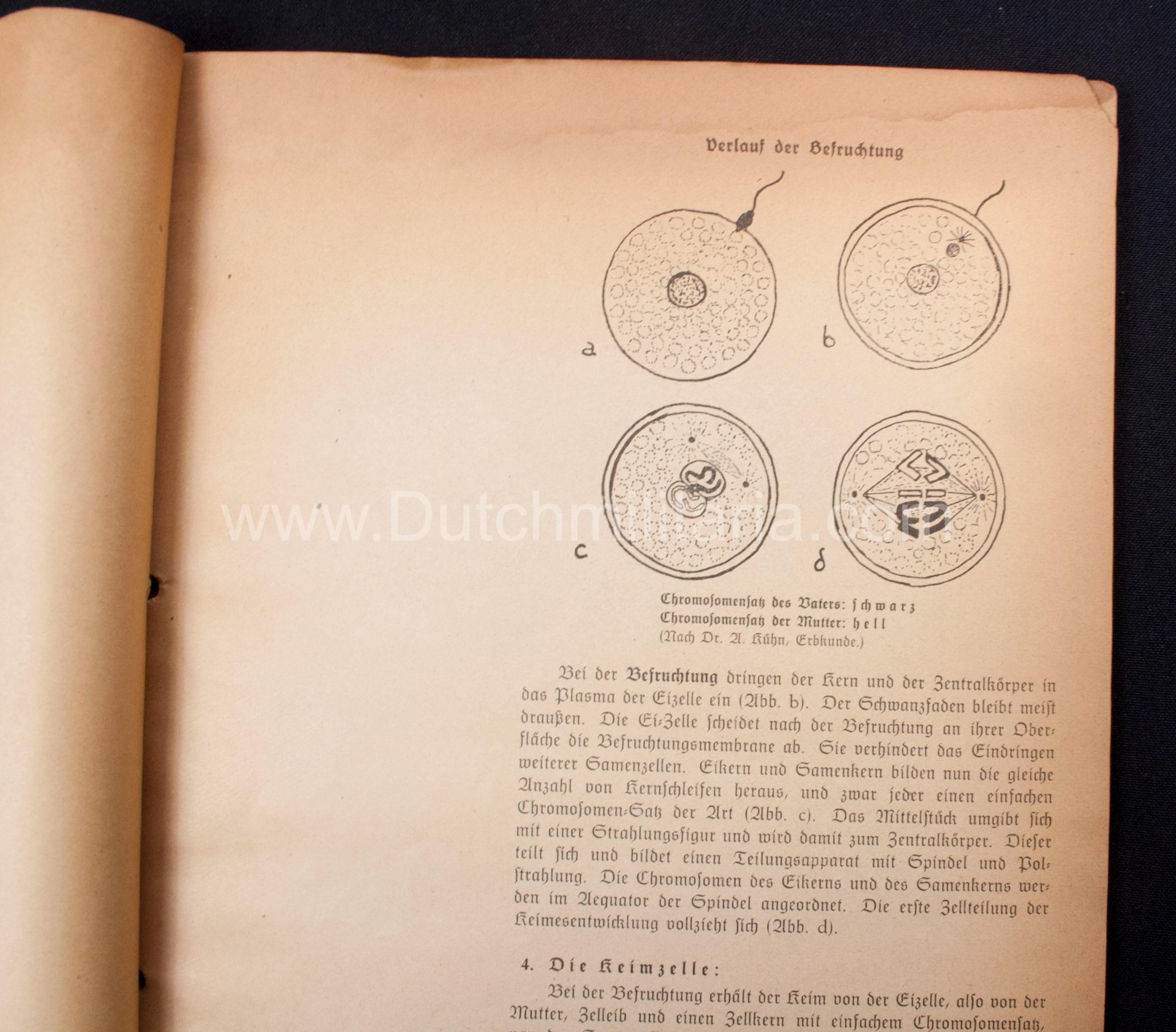 (Book) SS - Der Chef der Sicherheitspolizei und des SD - Der Rassegedanke und seine gesetzliche Gestaltung (1940) - EXTREMELY RARE!!! - Image 40